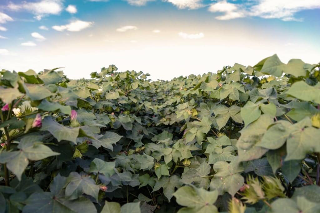 Safra 2024/25 de algodão na Bahia poderá ser 14% maior