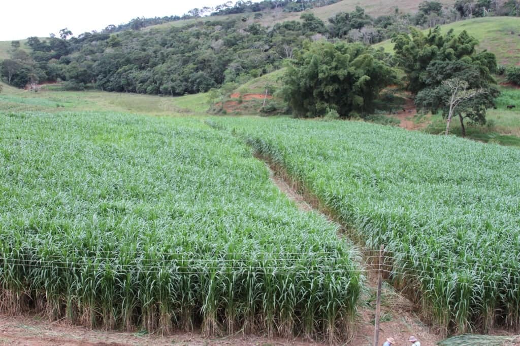 capim-elefante BRS Capiaçu, da Embrapa