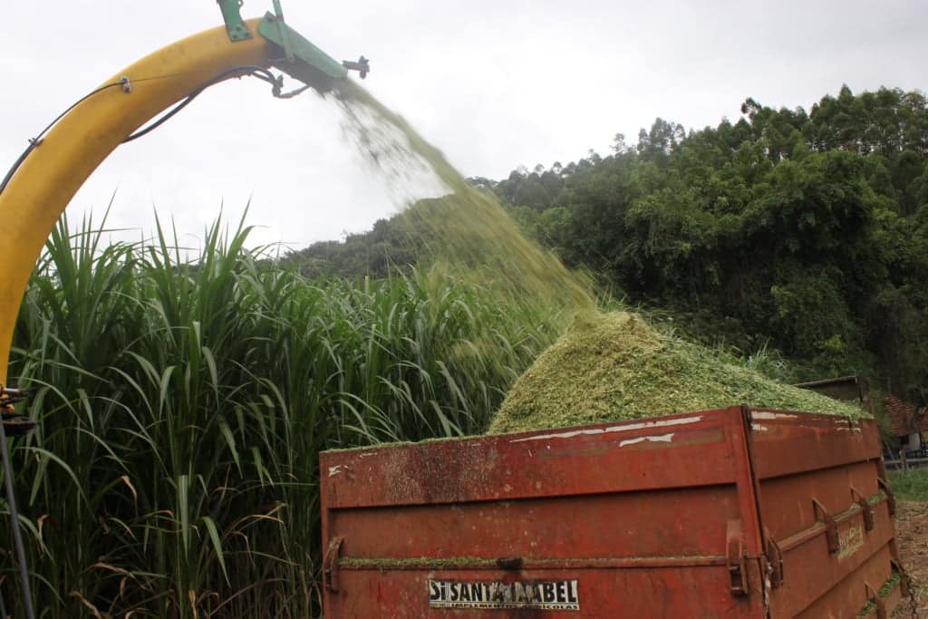capim-elefante BRS Capiaçu, da Embrapa