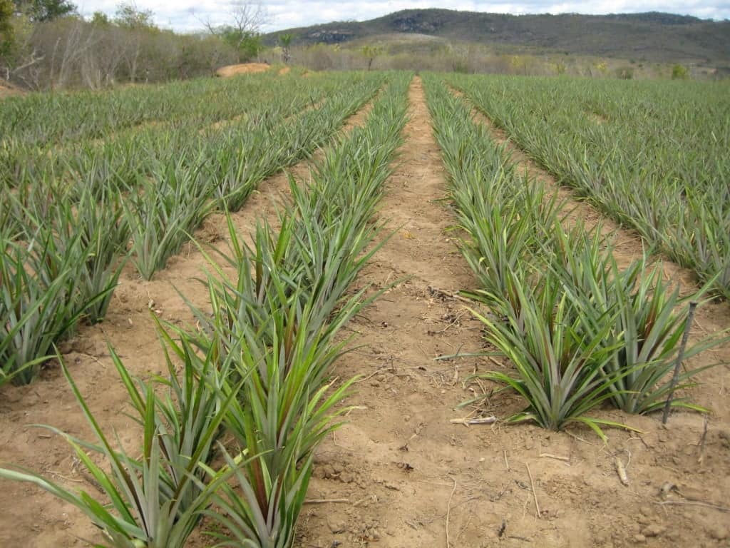 Abacaxizal novo, Itaberaba, BA