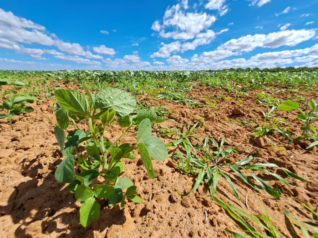 Mapa regionaliza calendário agrícola da Bahia para Safra 2025/26