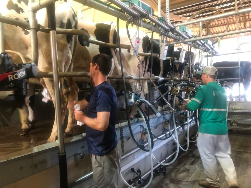 Dois homens fazendo a ordenha mecânica