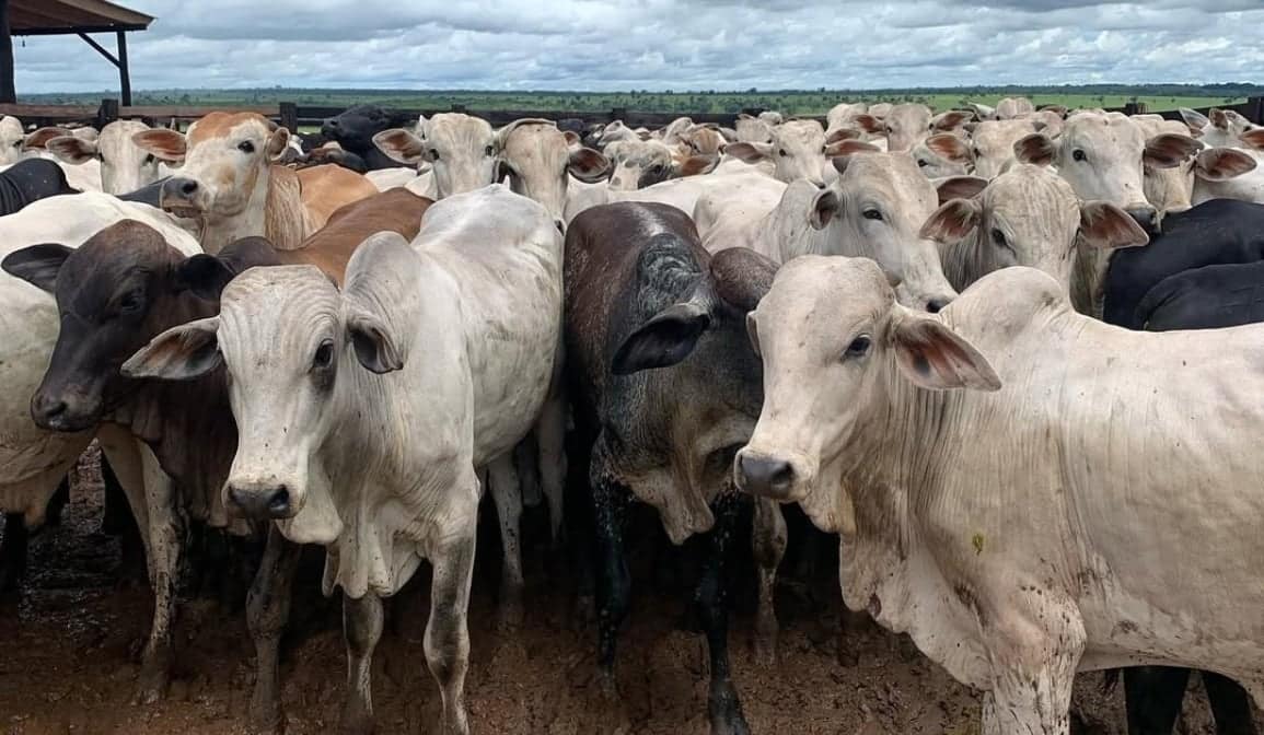Chuvas extremas e doenças no rebanho