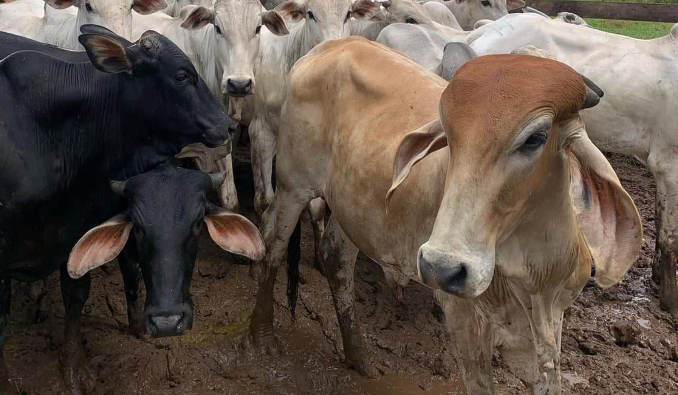 A ameaça invisível das doenças no rebanho