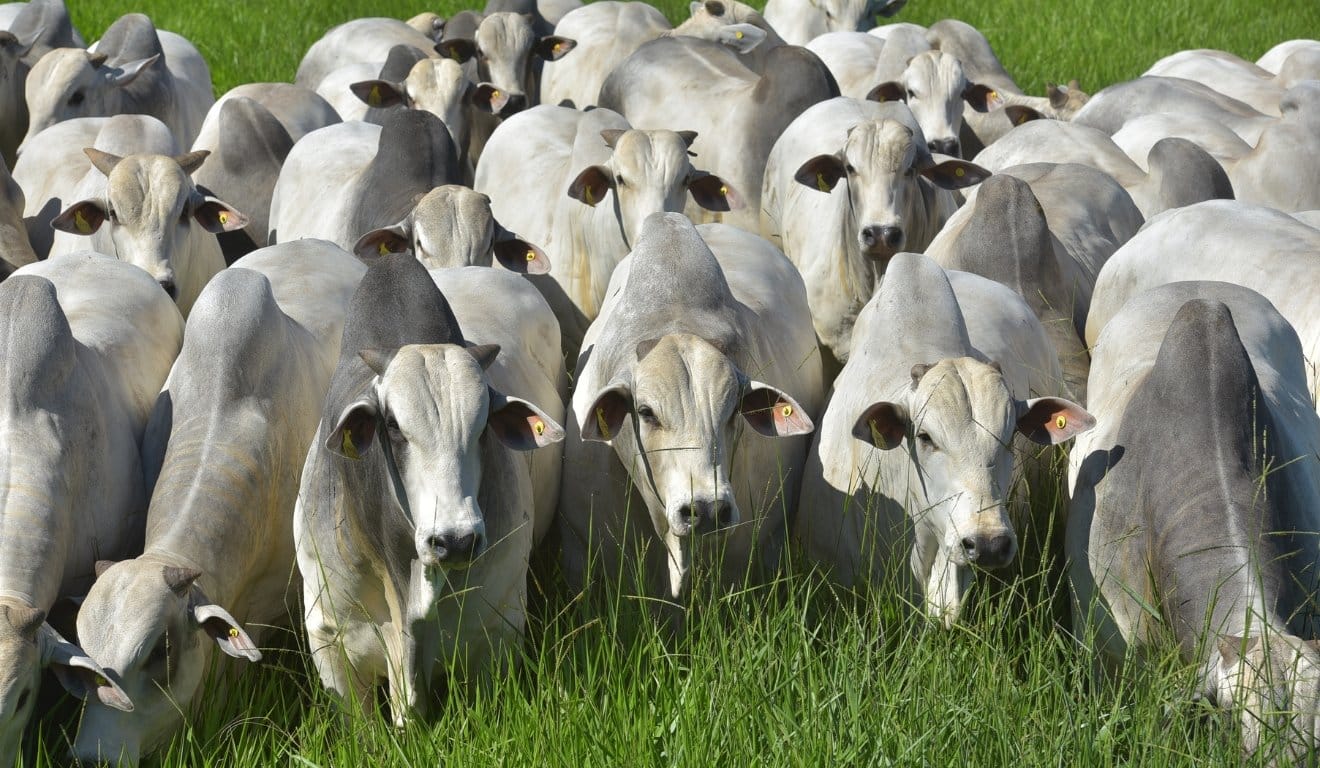 Melhoramento genético de gado bovino