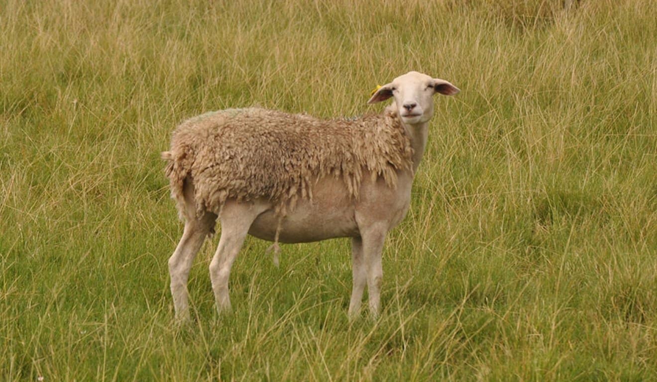 Melhoramento genético de ovelhas
