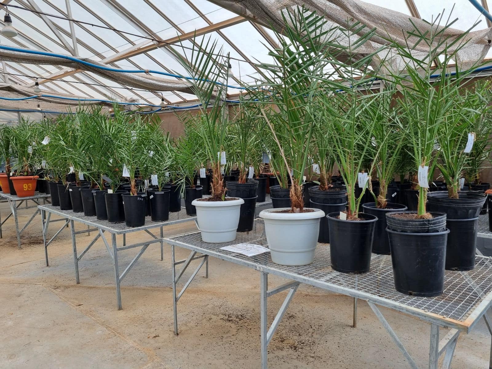 Bahia inicia implantação da cultura da tâmara com distribuição de mudas; tamareiras