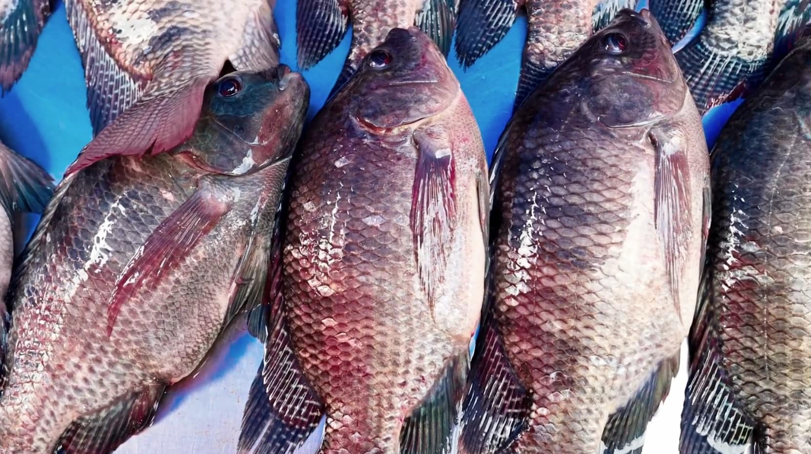 Piscicultura, nordeste, bahia, oeste da bahia, tilápia, produção, peixes