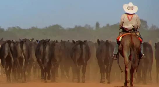 Fazenda Nova Piratininga possui plantação de soja e milho