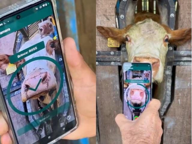 Aplicativo da QR Cattle realiza leitura biométrica do focinho de um boi em curral, usando a câmera do celular para identificar o animal por reconhecimento facial.