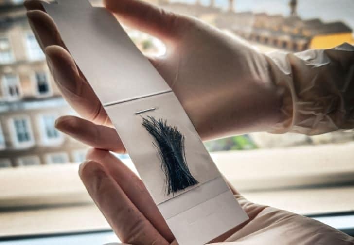 coleta material genético angus e brangus