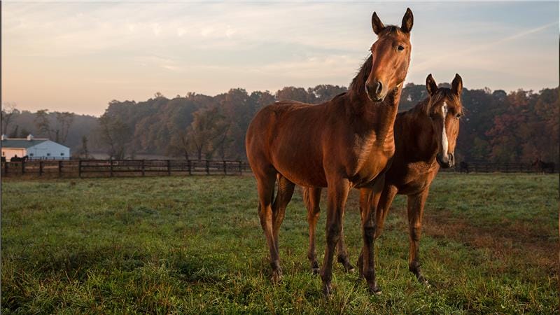 cavalos campo Farmácia da Pecuária