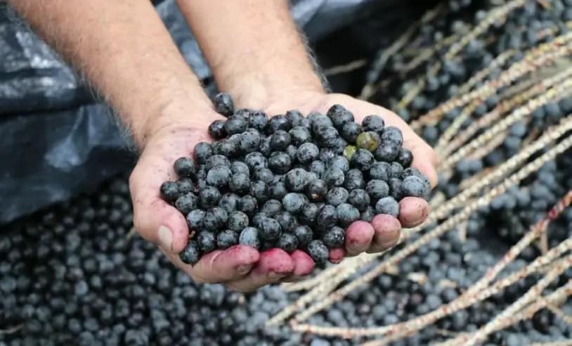Açaí de Bailique (AP)