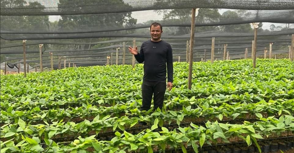 viveiro de mudas de cacau em Medicilândia, no Pará, propriedade do agricultor João batista