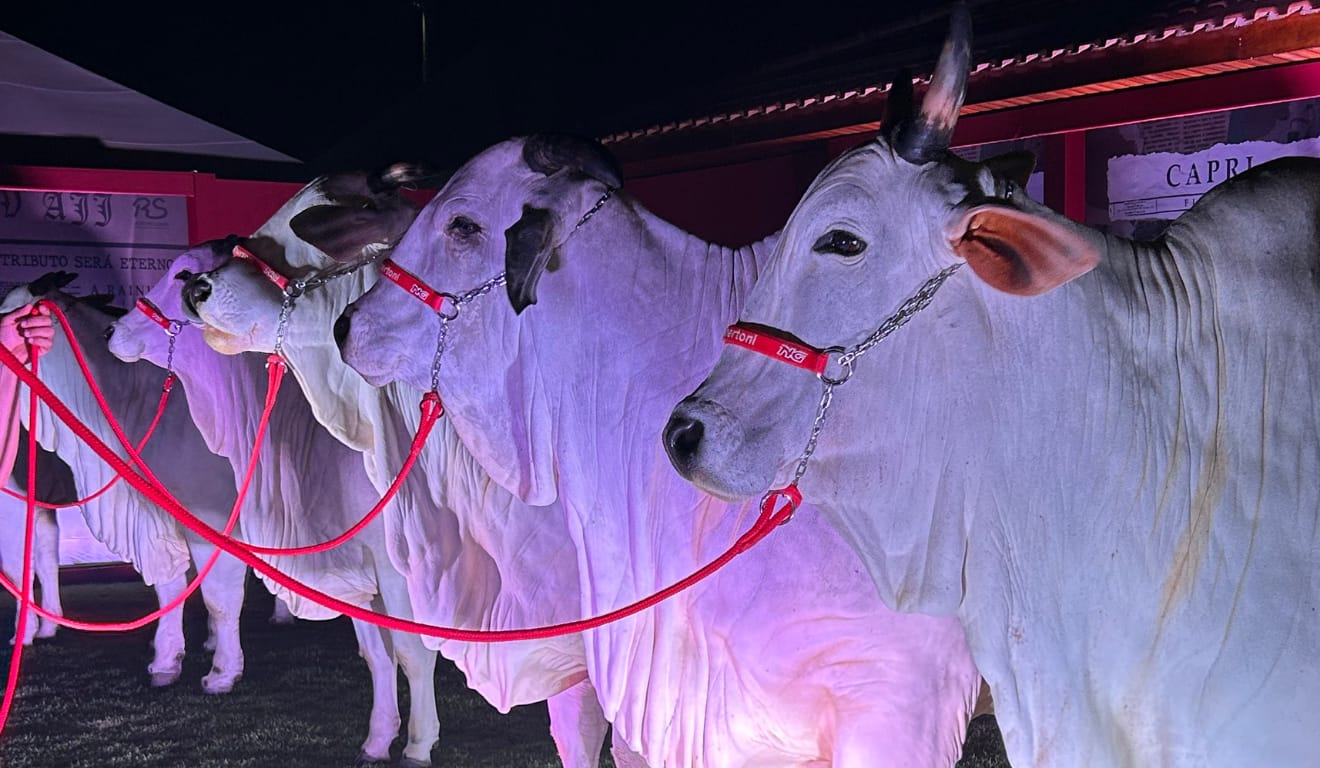 Vacas da raça nelore, clones da Parla FIV AJJ, enfileiradas com cabresto vermelho, a noite.